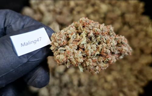 3.5g STARDAWG - United Kingdom NEXT DAY
