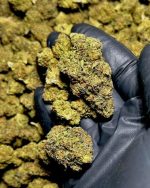 10g SAMPLER - $36 - Purple Cookies (Fresh & Frosty AAA+ Dep) + Free Ship!