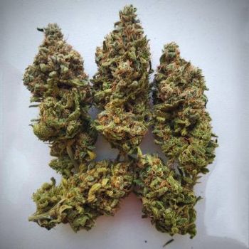 Black Widow 10g (THC:24%)