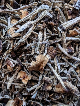 Buy Golden Teacher Mushrooms (24g)