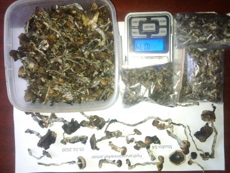 Buy Golden Teacher Mushrooms (14 g)