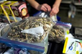 3.5g Golden Teachers Mushrooms HIGHLY POTENT AND S