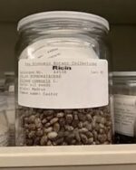 RICIN | Ricin – Pure poison 10g(Additional security service - Masked-With plasma-chemical modification)