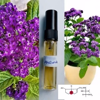 HELIOTROPE | Heliotrope (not in autopsy) Powerful and silent poison 10g