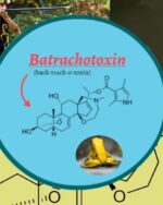 BATRACHOTOXIN | Batrachotoxin -Skin Poison Spray Solution-100Β΅g