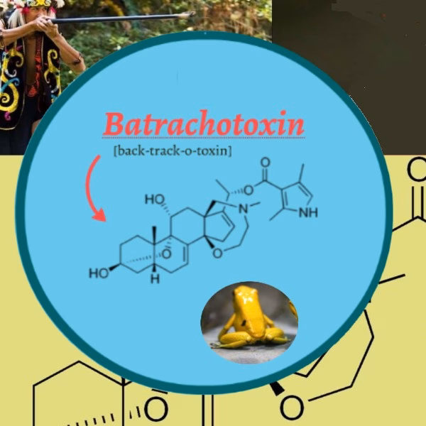 BATRACHOTOXIN | Batrachotoxin -Skin Poison Spray Solution-100µg